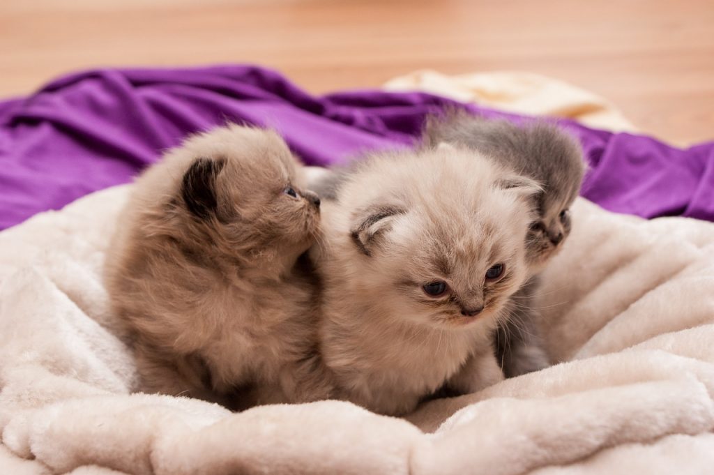 Humane society kittens adoption baxter order
