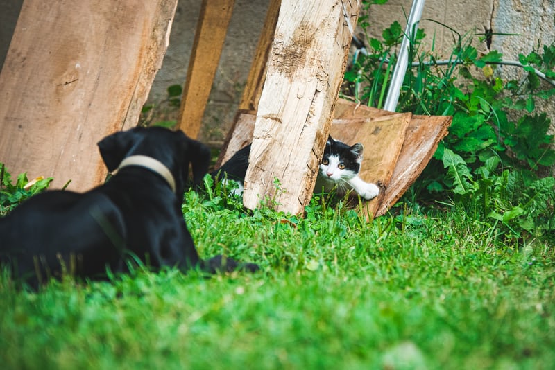 tabby cat and dog cuddling