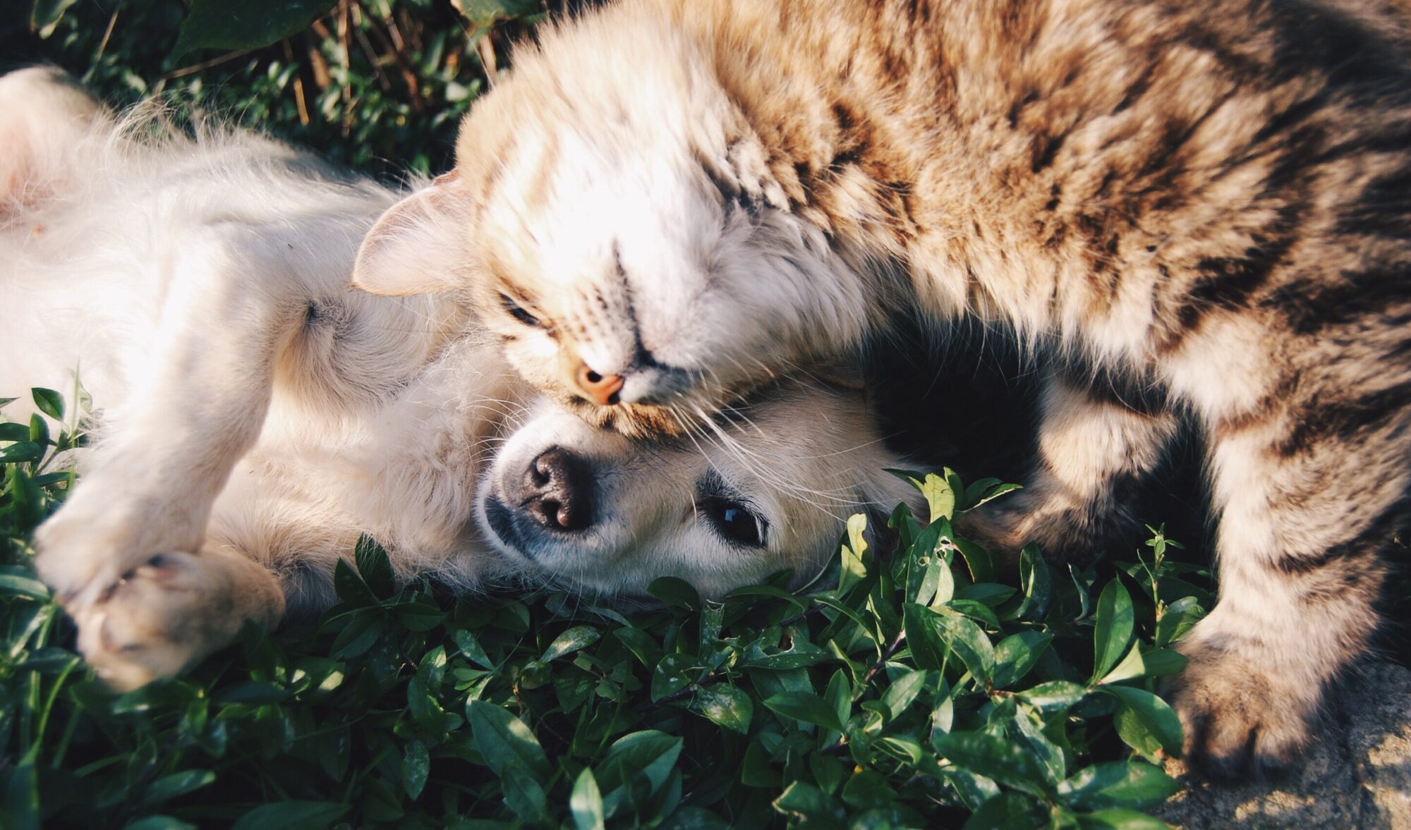 tabby cat and dog cuddling