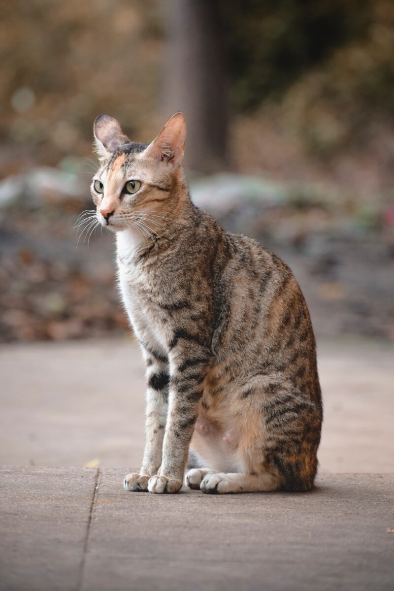 Caring for Trapped Cats - Atlanta Humane Society