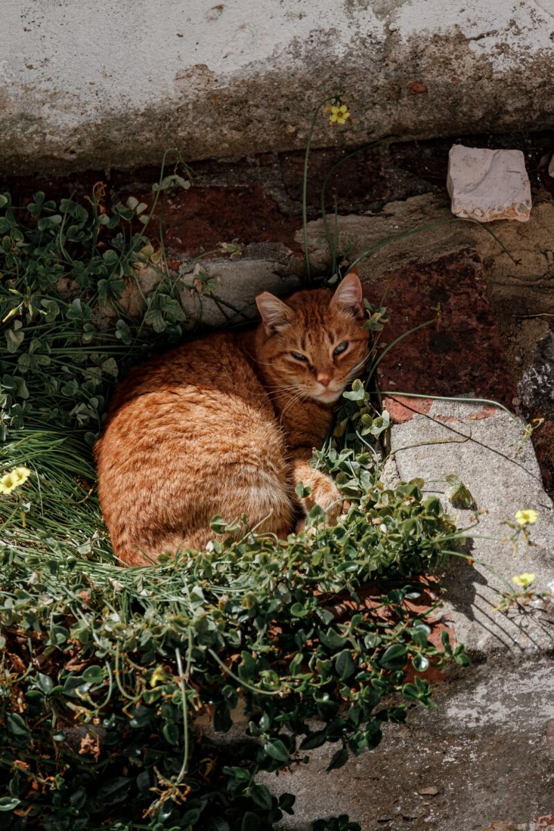 https://fayettehumane.org/wp-content/uploads/2021/09/Community-orange-cat.jpg