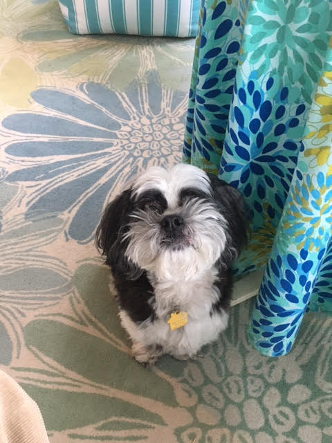 bandit