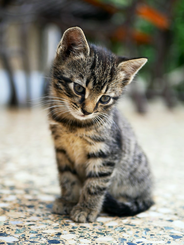 Caring for Trapped Cats - Atlanta Humane Society
