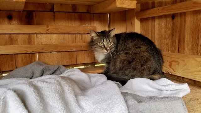 The Best Bait for Feral Cats (Humane Only!) – The Barn Cat Lady