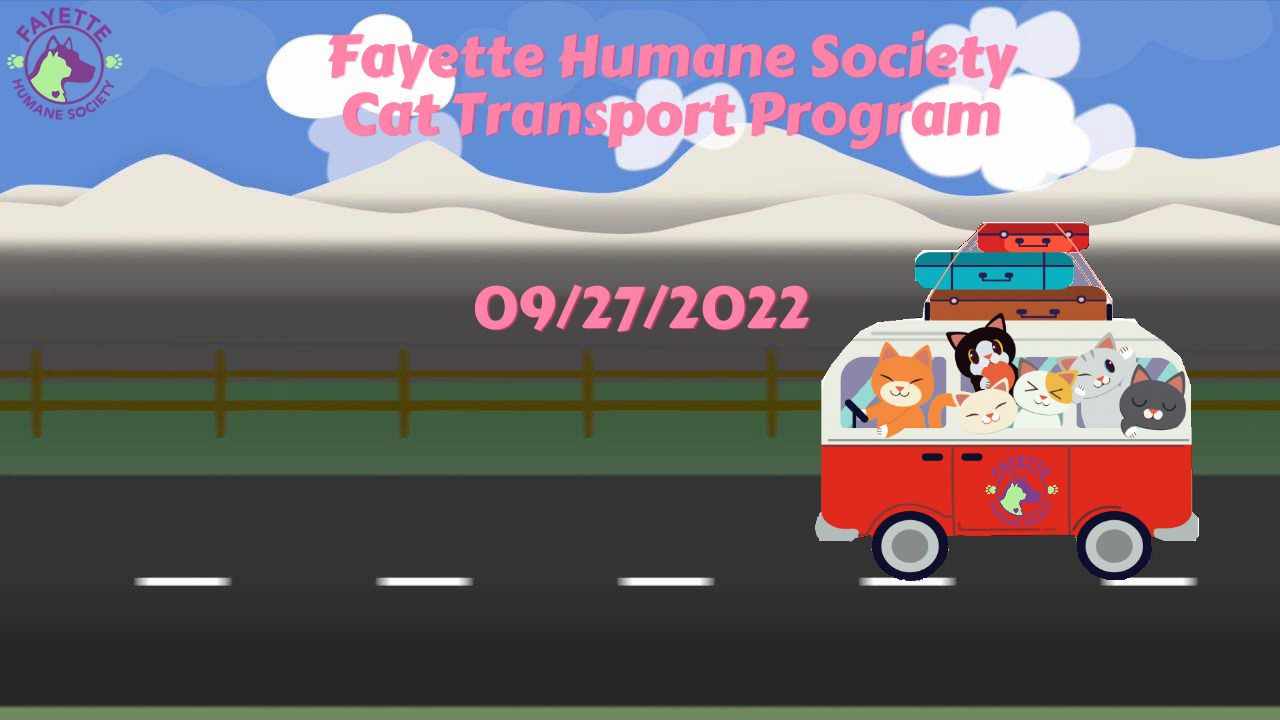 Adopt a Cat - Fayette Humane Society