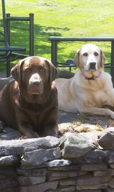 GailCurrie_Gunner_Sadie