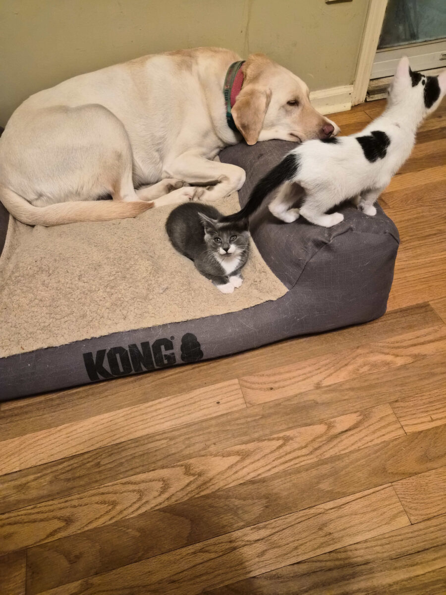 Fore the Paws