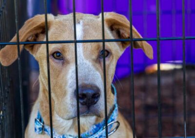 Fore the Paws 2026