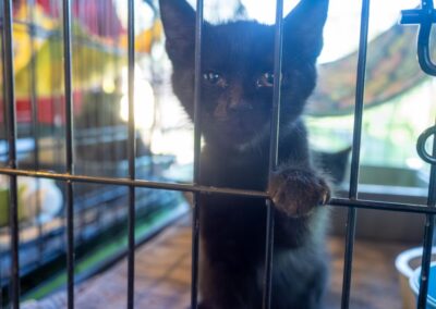 Fore the Paws 2026