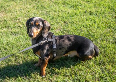 Fore the Paws 2026