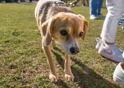 Fore the Paws 2026