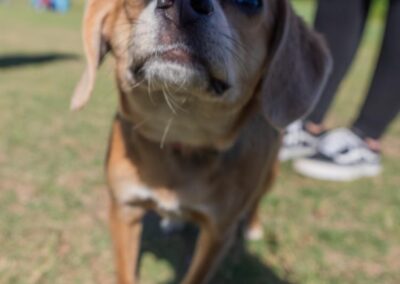 Fore the Paws 2026