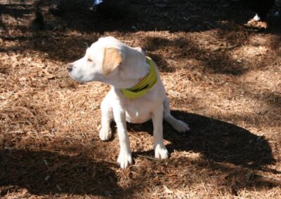 Fore the Paws 2026