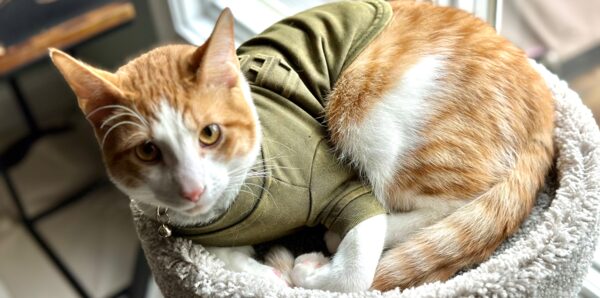 Fore the Paws