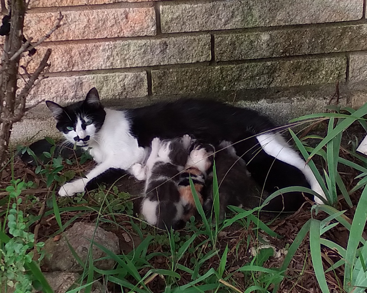 Caring for Trapped Cats - Atlanta Humane Society